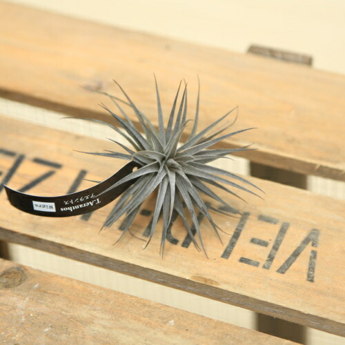 観葉草木 チランジア アエラントス ニグラ エアープランツr Fecdas Cat