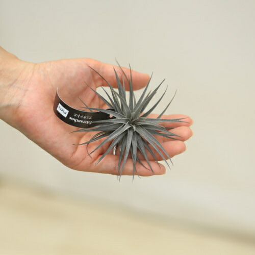 観葉草木 チランジア アエラントス ニグラ エアープランツr Fecdas Cat