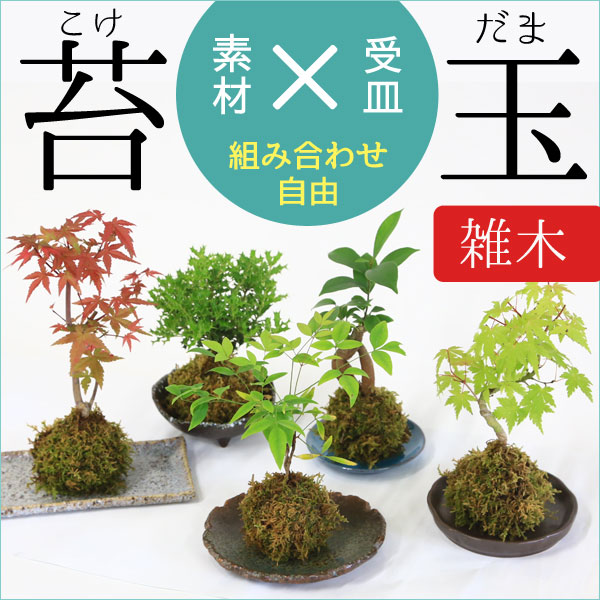 楽天市場】送料無料 庭木：朱竹（紅寒竹）*白ポット 60ｃｍ : 遊恵盆栽 楽天市場店