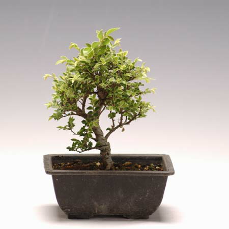 楽天市場】苗：黄金真柏（おうごんしんぱく） : 遊恵盆栽 楽天市場店