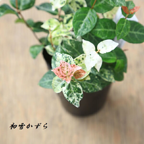 楽天市場 苗 かずら各種 遊恵盆栽 楽天市場店