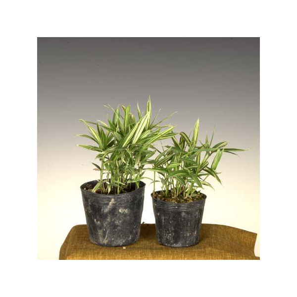 楽天市場】苗：黄金真柏（おうごんしんぱく） : 遊恵盆栽 楽天市場店