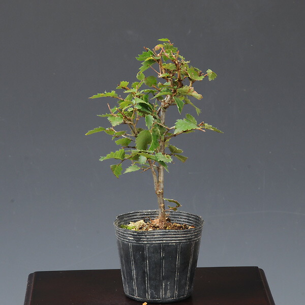 三河盆栽 甲州野梅 コウシュウヤバイ 梅 ウメ 盆栽 三河盆栽 甲州野梅