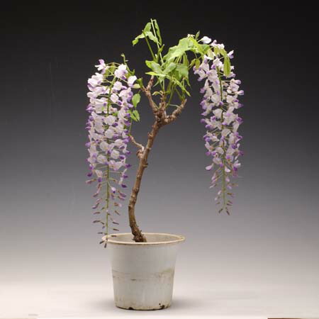 楽天市場】庭木・植木：一才ヒトツバタコ（なんじゃもんじゃの木