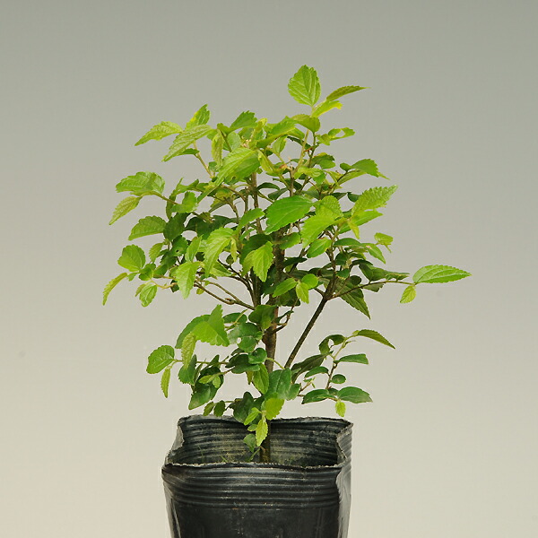 楽天市場】苗：斑入り野ブドウ*（ふいりのぶどう）野葡萄 : 遊恵盆栽