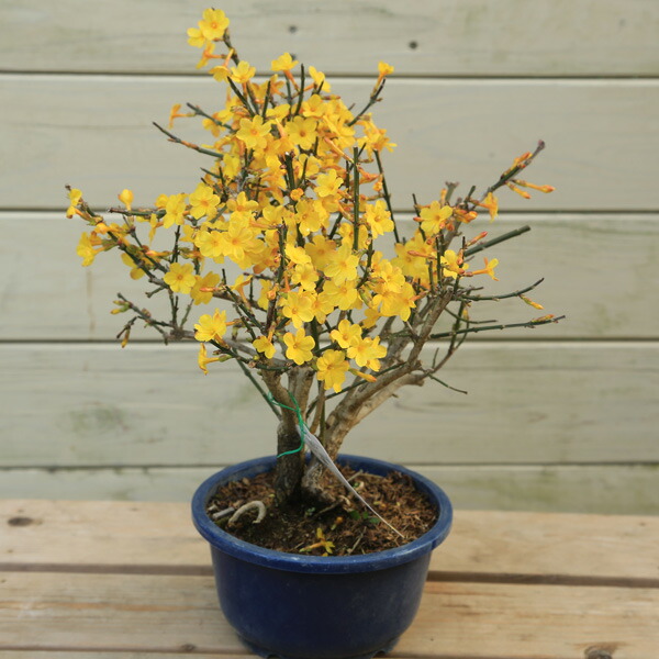 楽天市場】幼木苗：甲州野梅（ピンク）*コウシュウヤバイ やばい