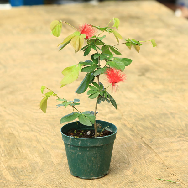 楽天市場】苗：斑入り野ブドウ*（ふいりのぶどう）野葡萄 : 遊恵盆栽