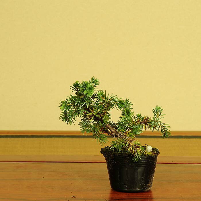 楽天市場】苗：銀鳳杜松*トウショウ としょう ギンポウトショウ