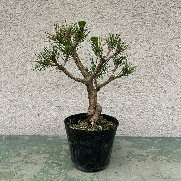 楽天市場】ミニ苗：三河黒松（曲）*ミカワクロマツ みかわくろまつ