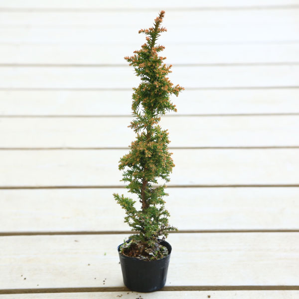 楽天市場】苗：八房赤松三河性 : 遊恵盆栽 楽天市場店