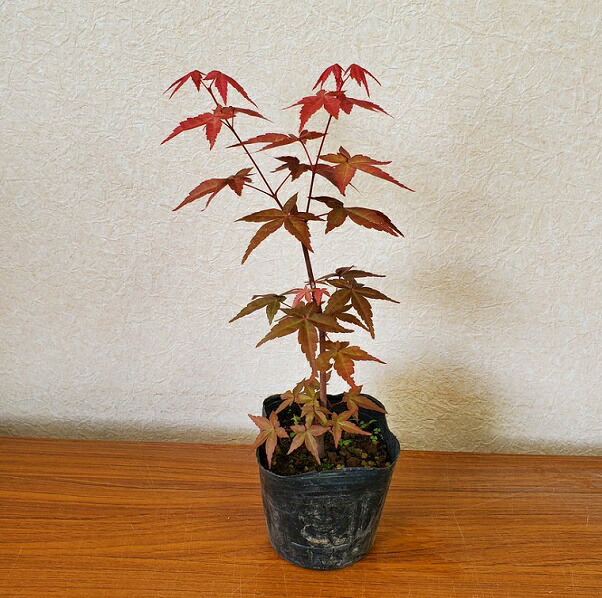 楽天市場】幼木苗：甲州野梅（ピンク）*コウシュウヤバイ やばい