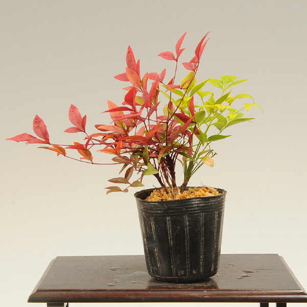 楽天市場】庭木：ゆすら梅（ユスラウメ）*梅桃、山桜桃梅 ゆすらうめ