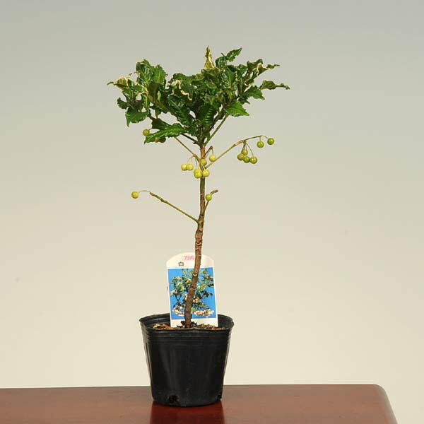 楽天市場 苗 万両 斑入白実 白鷺 遊恵盆栽 楽天市場店