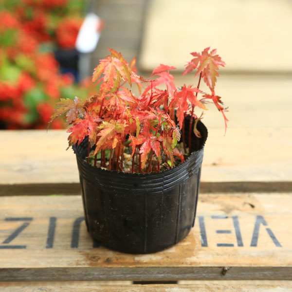 楽天市場】幼木苗：甲州野梅（ピンク）*コウシュウヤバイ やばい