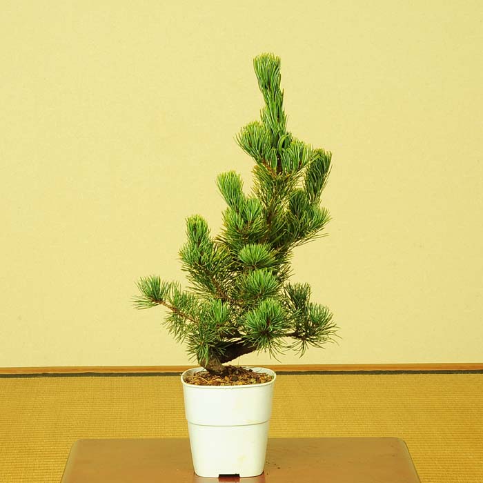 五葉松盆栽　小品盆栽　ミニ盆栽　樹高葉先まで11.5cm 古木　根上がり 五葉松盆栽 小品盆栽 ミニ盆栽 樹高葉先まで11.5cm 古木 根上がり