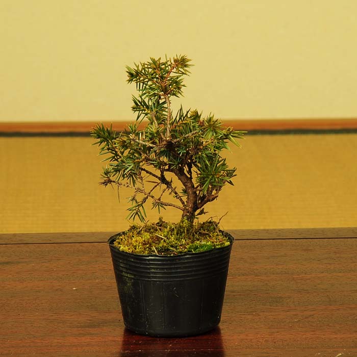 楽天市場】苗：そなれ* ソナレ : 遊恵盆栽 楽天市場店