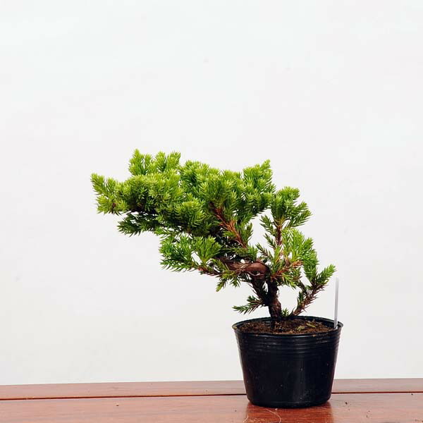 楽天市場】苗：黄金真柏（おうごんしんぱく） : 遊恵盆栽 楽天市場店