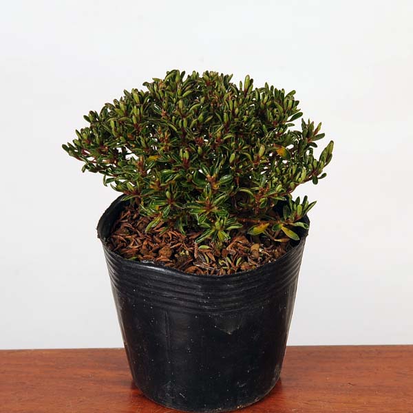 楽天市場】苗：さつき（明日香） : 遊恵盆栽 楽天市場店