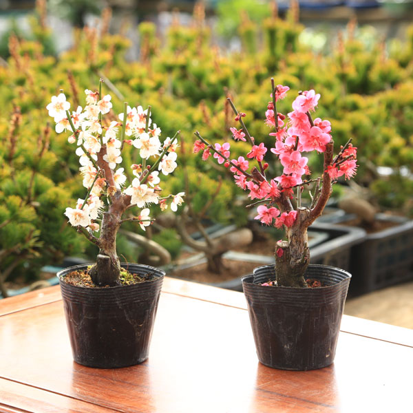 楽天市場】2026年花芽有り 梅苗 紅梅 一重咲き ポット苗 花梅 鉢植盆栽