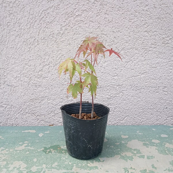 モミジ　サンゴカク　【品番3403】 モミジ 珊瑚閣(サンゴカク) 樹高1.8〜2.0m前後(根鉢含まず) 単品