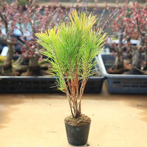 黄金真柏 (おうごんしんぱく) 盆栽 素材 / 太幹 捻転◎ 黄金真柏 (おうごんしんぱく) 盆栽 素材 / 太幹 捻転◎