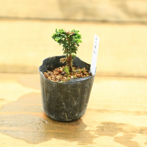 楽天市場】苗：糸魚川真柏（曲）*いといがわしんぱく シンパク : 遊恵