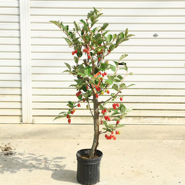 楽天市場】ぐみ 苗木 秋グミ（アキグミ）《果樹苗》 : 日本花卉