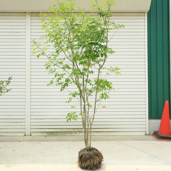 6 アオダモ　株立ち 楽天市場】【現品発送】アオダモ 株立ち 樹高1.8-2.2m(根鉢含ま