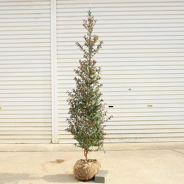 庭木 植木：ギンバイカ*マートル 銀梅花 直幹 佐川急便 ぎんばいか