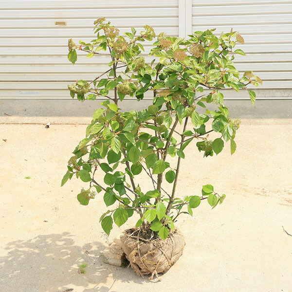 楽天市場】庭木：白樫（シラカシ）* 樹高：約160cm 全高：約170cm