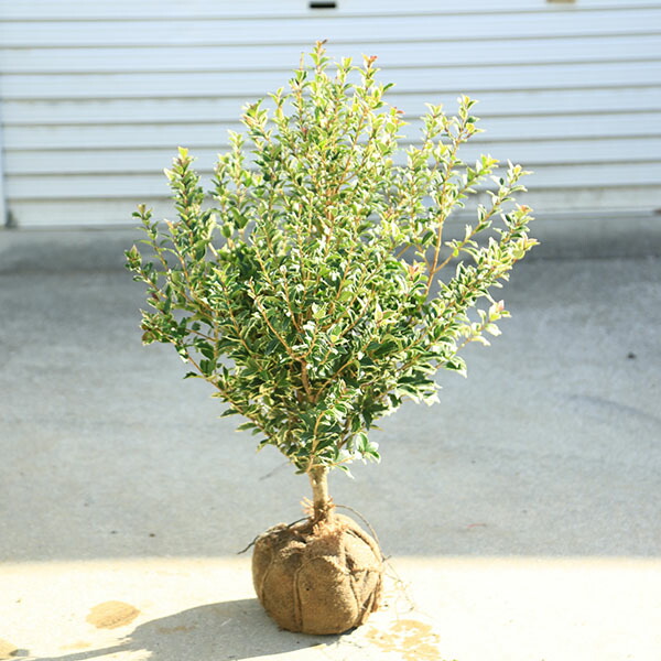 楽天市場】再入荷しました 観葉植物 花木：クリスマスホーリー