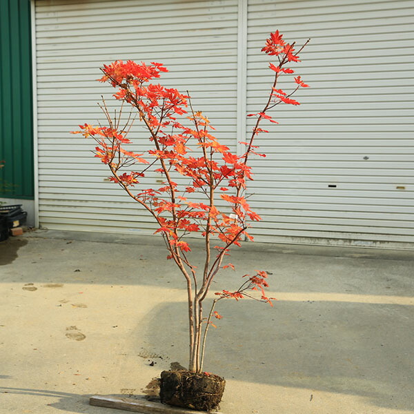 楽天市場】モミジ コハウチワカエデ 1.5m 極上 株立ち大苗 庭木