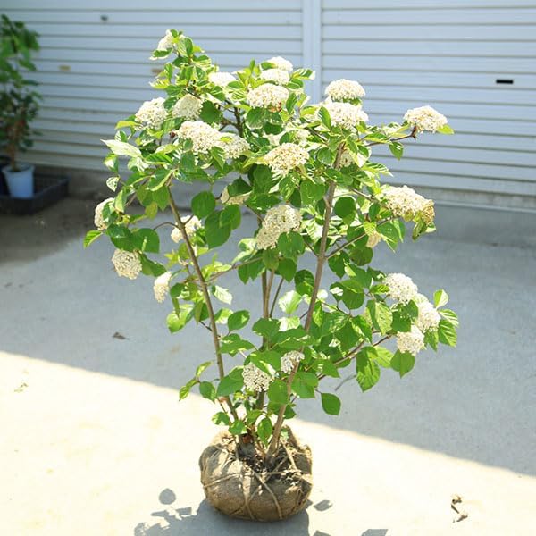 楽天市場】送料無料 庭木：槙（ラカンマキ）* まき 1.0m 佐川急便