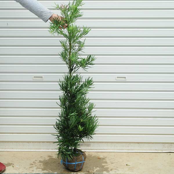 Amazon | 庭木：カツラの木 桂の木 株立ち* 樹高：約140-150cm