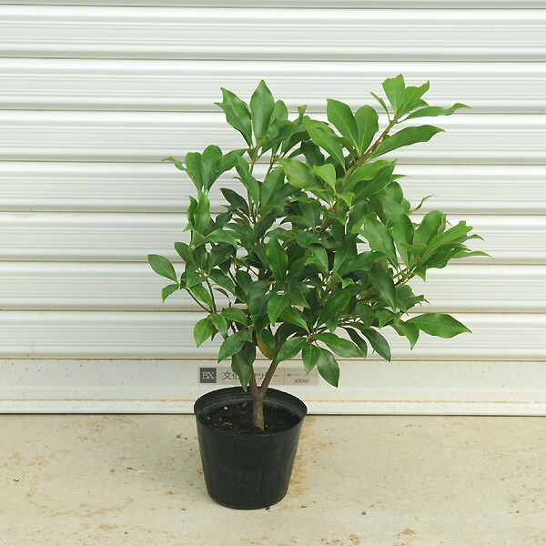 楽天市場 しきび しきみ 樒 花枝 高原マーケット かよう