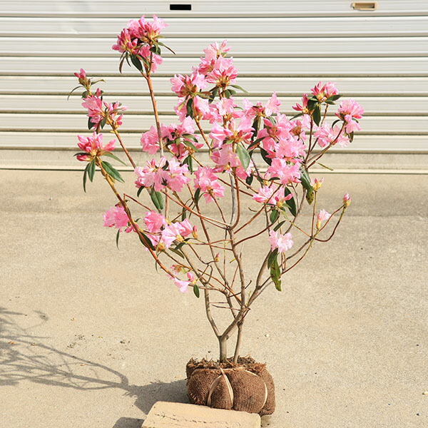 楽天市場】《苗木》ツツジ 春一番【H0.8m W0.5～0.6m 根巻き苗