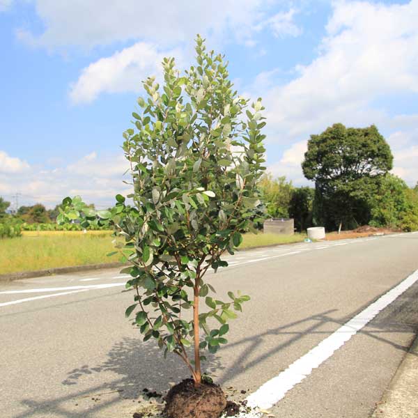 楽天市場】庭木 植木：シマグミ*マルバアキグミ 樹高120ｃｍ 地中ポット大株*佐川急便発送 : 遊恵盆栽 楽天市場店