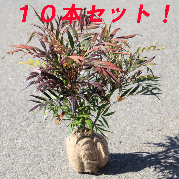 細葉ヒイラギナンテン　苗 000000090186-06-l.jpg?t=