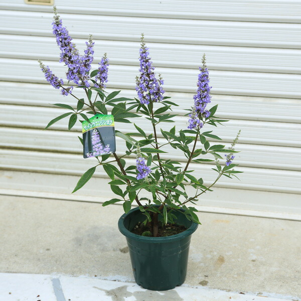 楽天市場】西洋ニンジンボク苗 青 セイヨウニンジンボク6号サイズ 高