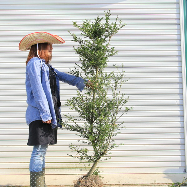 楽天市場】送料無料 庭木：槙（ラカンマキ）* まき 1.0m 佐川急便