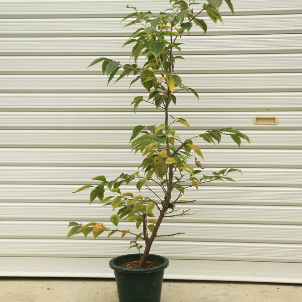 楽天市場 送料無料 庭木 赤花エゴノキ ピンクチャイム 遊恵盆栽 楽天市場店