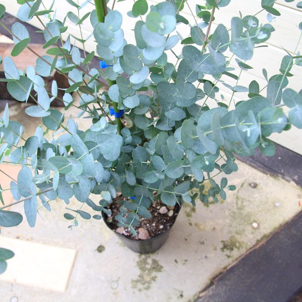 楽天市場 送料無料 庭木 ユーカリ ゆーかり グニー 樹高80ｃｍ 全高100ｃｍ 遊恵盆栽 楽天市場店