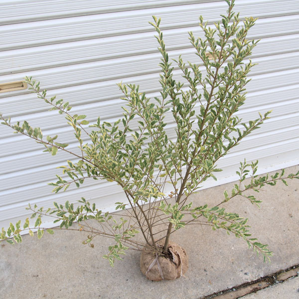 大人気 庭木 シルバープリペット 斑入りプリペット お得な10本セット 送料無料 R4urealtygroup Com