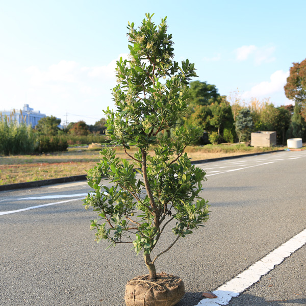 楽天市場 送料無料 庭木 姫イチゴノキ ストロベリーツリー 白花 樹高 約100ｃｍ ヤマト便大型商品発送 遊恵盆栽 楽天市場店