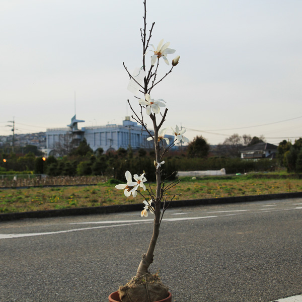 新商品 庭木 白花姫コブシ こぶし 太幹 現品限り 4番 セール価格 公式 R4urealtygroup Com