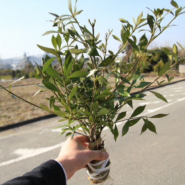 楽天市場】苗：クチナシ 一寸法師*梔子 いっすんぼうし : 遊恵盆栽 楽天市場店