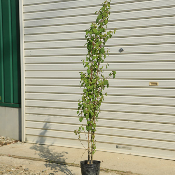 楽天市場 送料無料 庭木 桂の木 カツラの木 寄せ植え 2 3本 樹高 約70ｃｍ 遊恵盆栽 楽天市場店