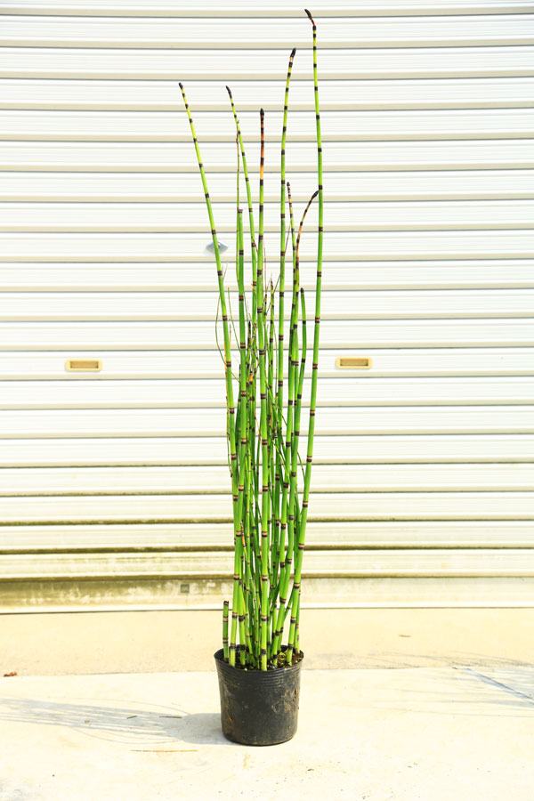 【楽天市場】送料無料 庭木・植木:トクサ(砥草)とくさ 生垣向き 特大株!:遊恵盆栽 楽天市場店