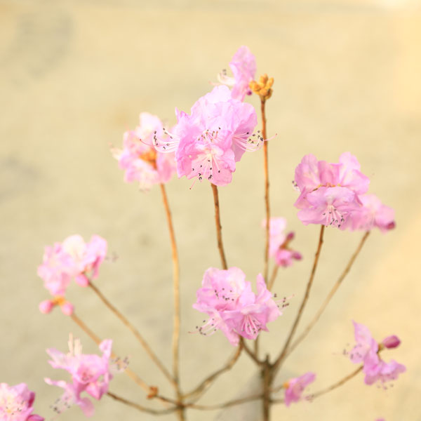 楽天市場 庭木 桜玄海つつじ さくらげんかいつつじ サクラゲンカイツツジ 遊恵盆栽 楽天市場店