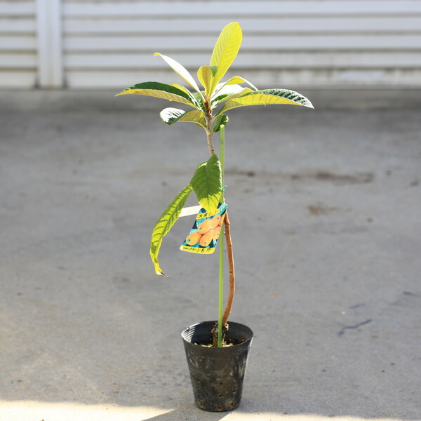 楽天市場】庭木 植木 珍品：斑入り枇杷の木*黄金覆輪葉 黄斑枇杷の木